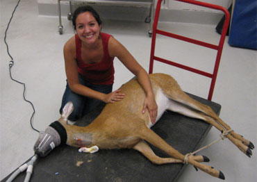 Gaby working with a young deer