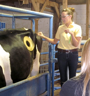 laura with a fistulated cow